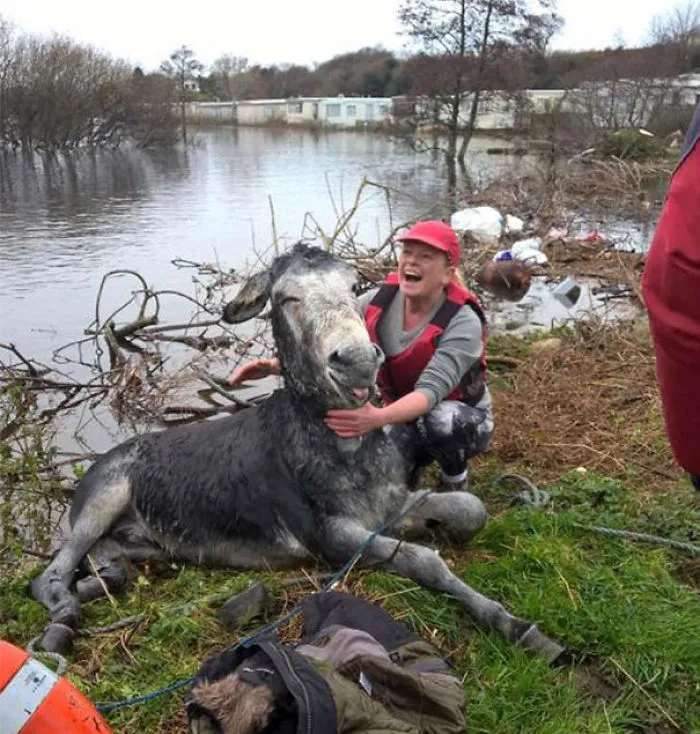Donkey Smiles From Ear To Ear After Being Rescued From Flood In Ireland