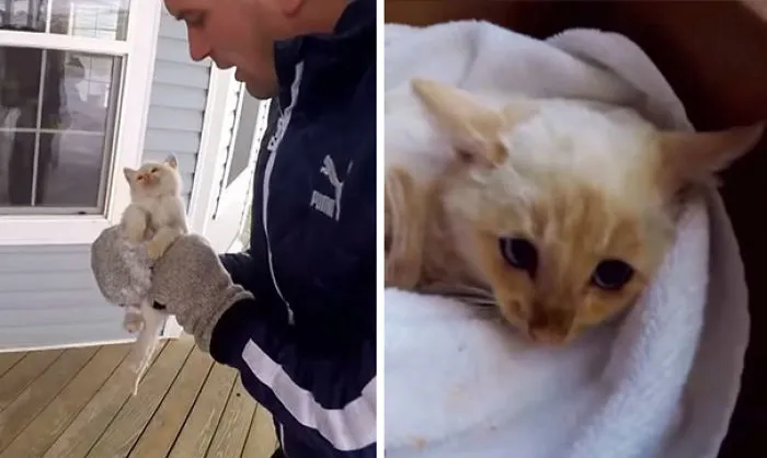 Family ‘Resurrects’ Frozen Kitten They Found Under The Snow, Names Him ‘Lazarus’