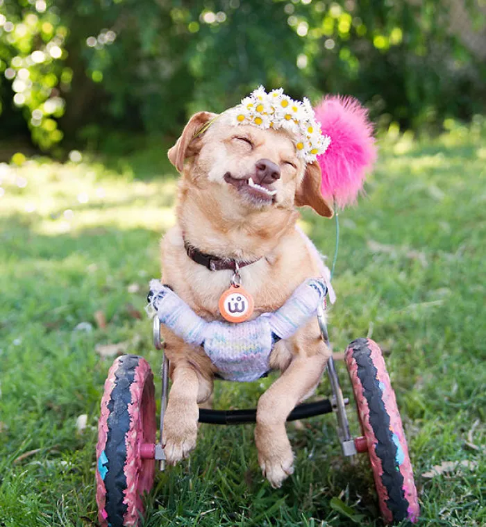 I Saved A Dog From Euthanasia And Now She Happily Runs In A Wheelchair