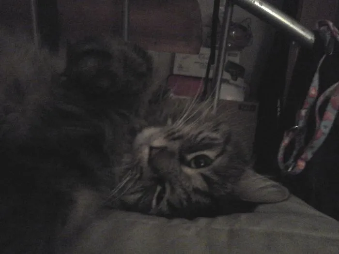 Maine Coon cat lying down indoors showing its large size and soft, fluffy fur in a cozy, dimly lit setting.