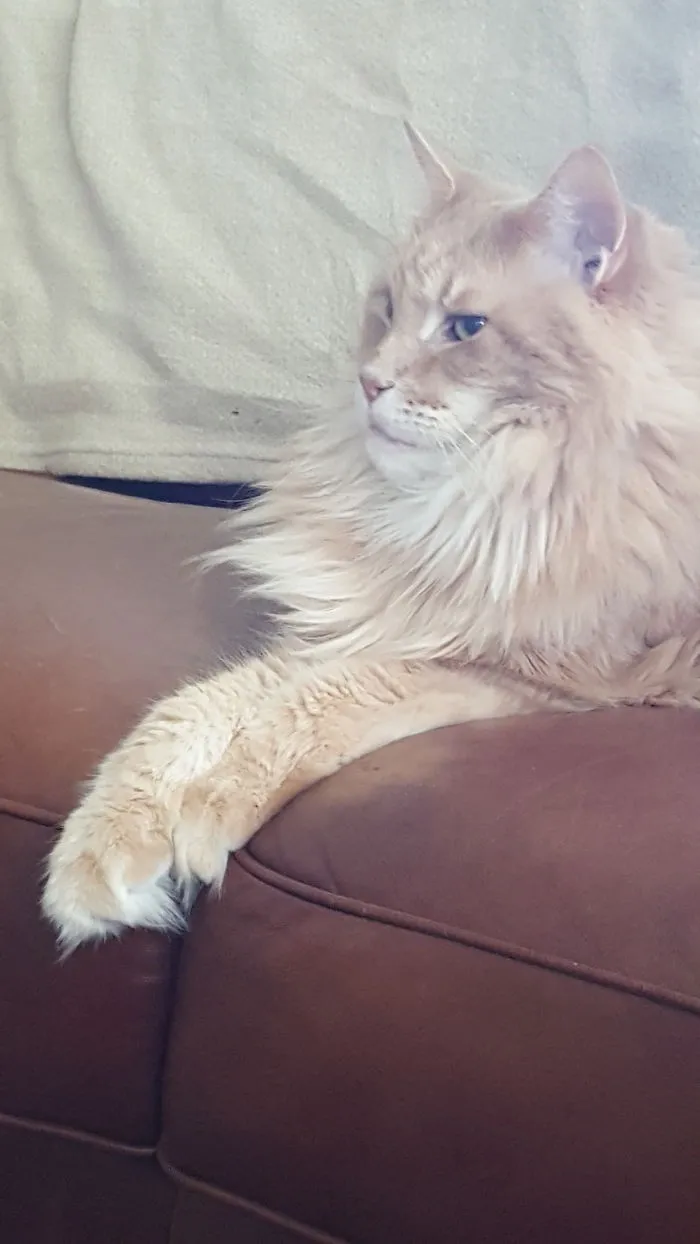 Large Maine Coon cat with fluffy fur relaxing on a brown couch, showing its soft and gentle character.