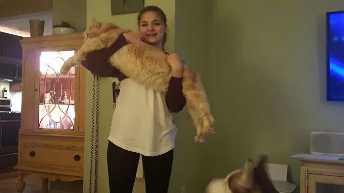 Person holding a large Maine Coon cat indoors, showcasing the giant kitties with soft character in a cozy home.