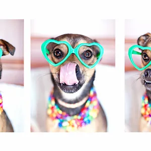 Hot Photo Dog