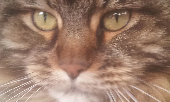 Close-up of a Maine Coon cat's face showing detailed fur and soft, gentle eyes typical of this giant kitty breed.