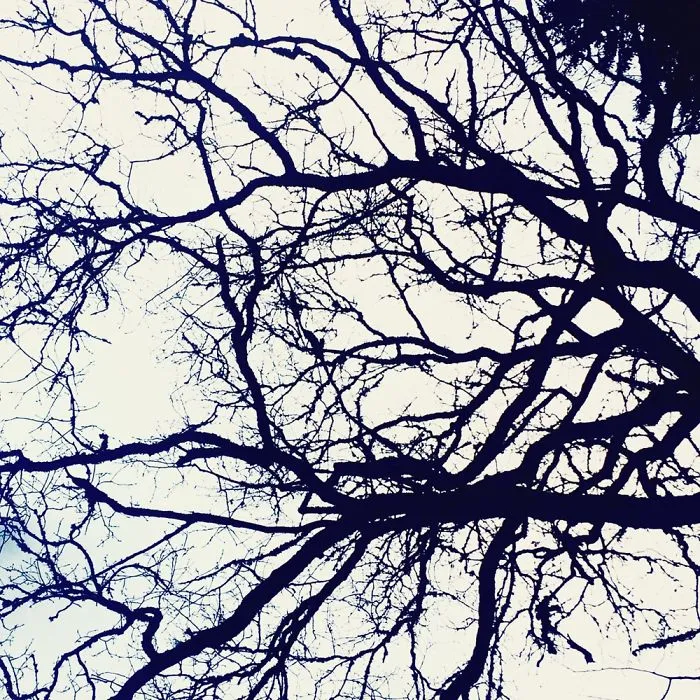The Love For Trees