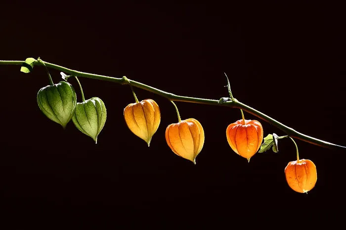 The Lanterns