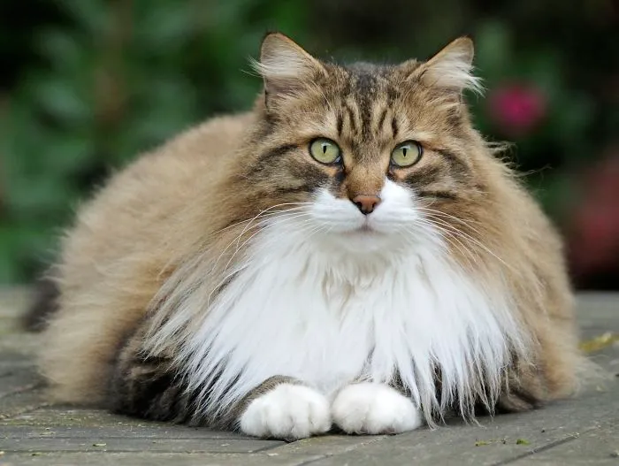 Maine Coon cat with large fluffy fur and intense green eyes resting outdoors on a wooden surface.