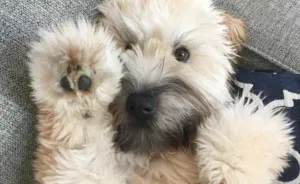 Top 5 Living Teddy Bears On Instagram