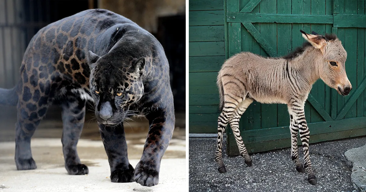 18 Animales híbridos que cuesta creer que existen de verdad
