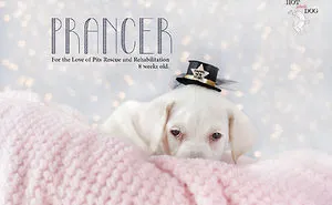 We Took Photos Of 12 Rescue Dogs And Created A Unique 2016 Calendar