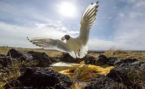 We Gave The Birds Our Leftovers And Hid The Camera. Here's What Happened