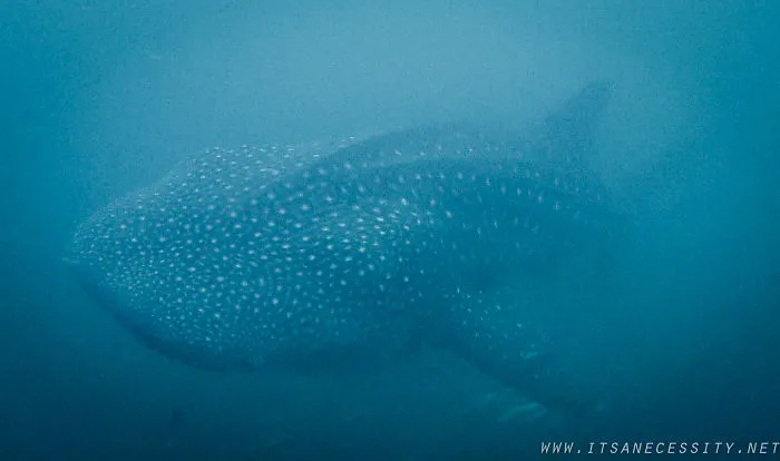 We Swam With The Largest Fish In The Ocean