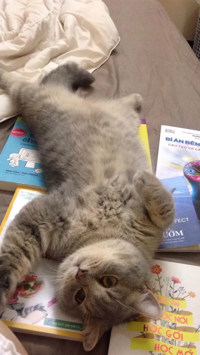 When Your Cat Wants Attention...
