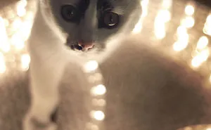 Witek Saw Christmas Lights For The First Time