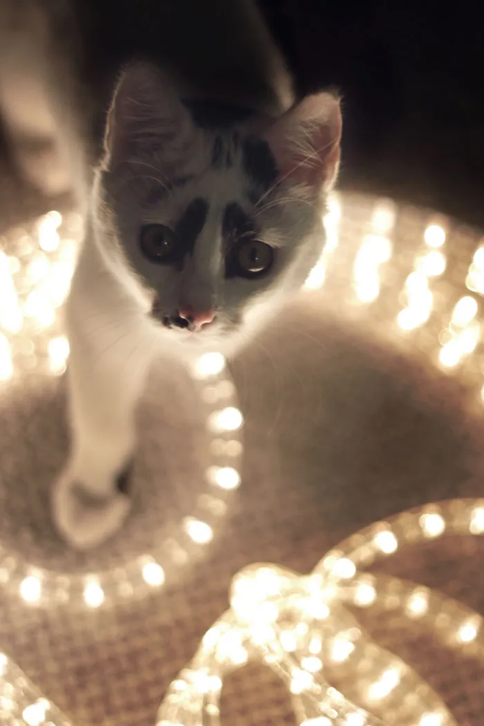 Witek Saw Christmas Lights For The First Time