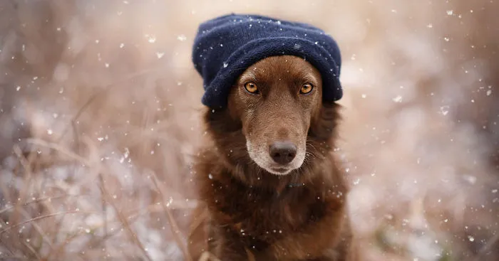 Photographer Captures Soulful Portraits Of Man's Best Friend