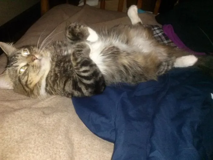 Maine Coon cat lying on its back on a bed, showing its fluffy fur and relaxed, soft character.
