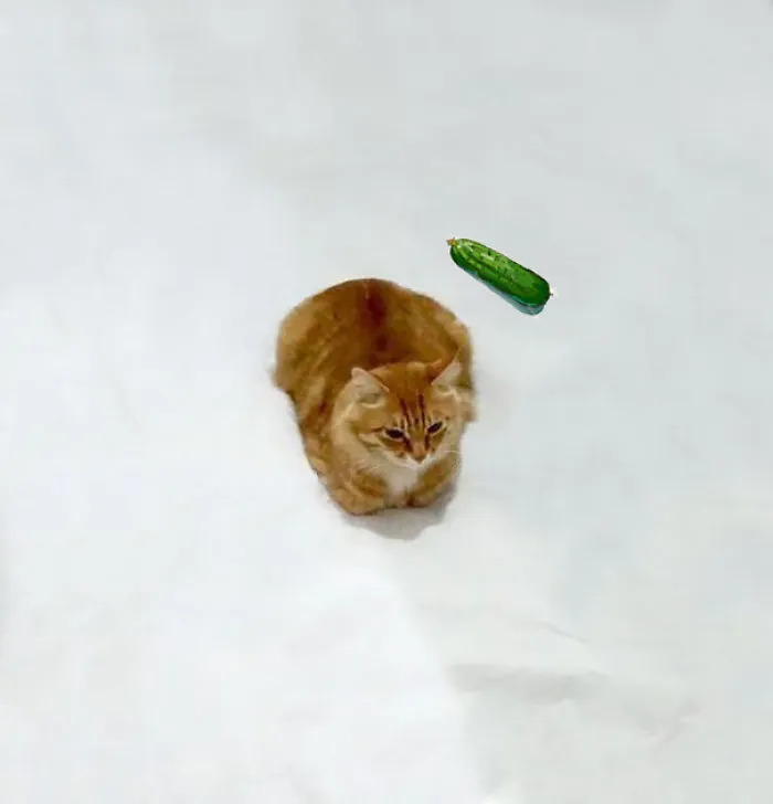 Sneaky Cucumber