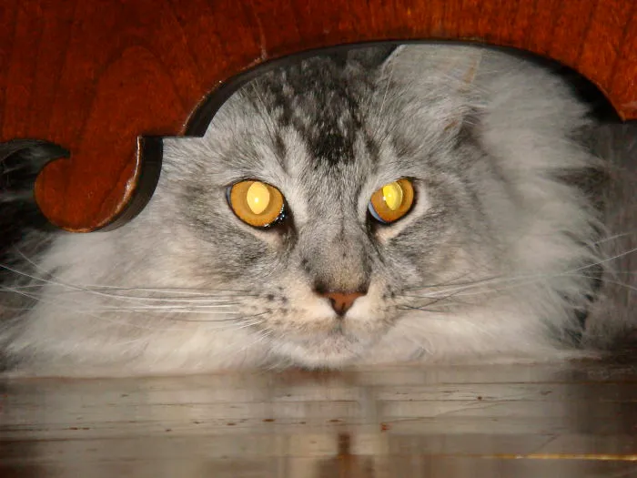 Close-up of a Maine Coon cat with long fur and bright yellow eyes peering from under a wooden object.