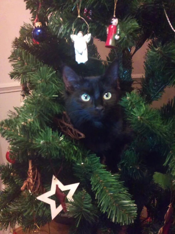 Cat hiding in a Christmas tree among ornaments, embracing the holiday spirit.
