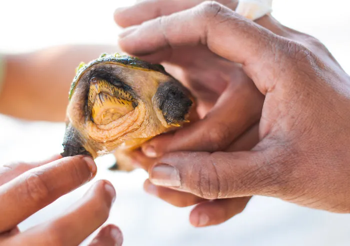 Baby Sea Turtle