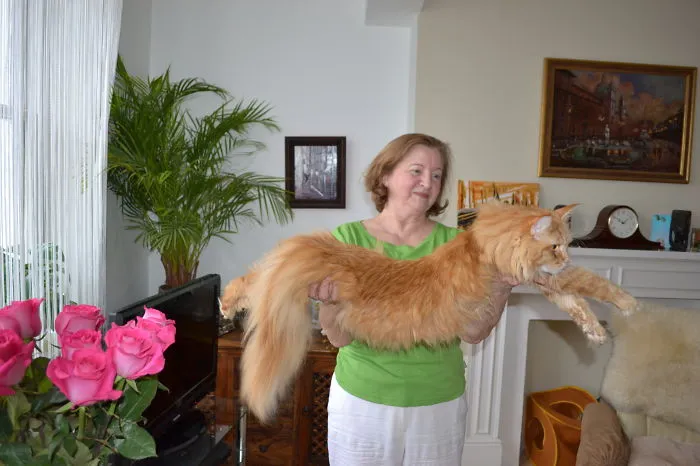 Woman in green shirt holding a large Maine Coon cat with fluffy fur indoors near pink roses and a fireplace