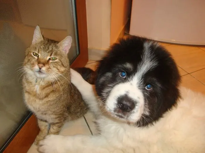 129 Heartwarming Photos Proving That Your Kids Need A Pet