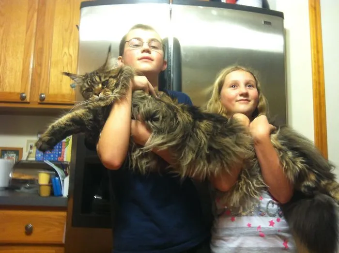 Two children holding a giant Maine Coon cat indoors, showcasing the cat's large size and soft fur.