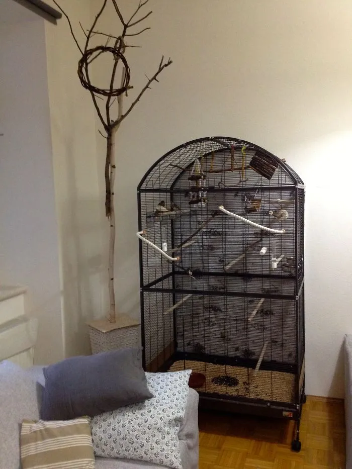 Canary Bird Invasion. No Space Left For A Christmas Tree.