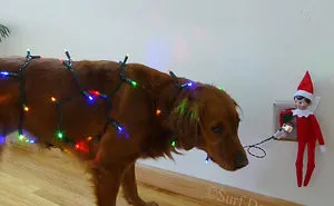 My Dogs Are Getting Revenge On Elf On The Shelf