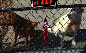 My Dogs Are Getting Revenge On Elf On The Shelf