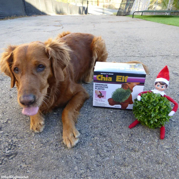Chia Elf