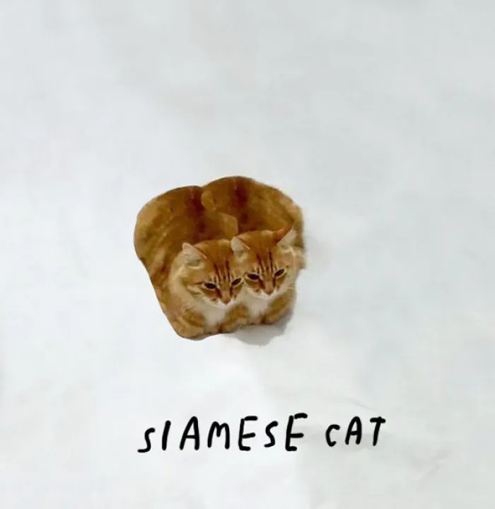 Siamese Cat