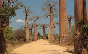 I Travelled Across Madagascar, Here Are Some Of The Unique Landscapes.