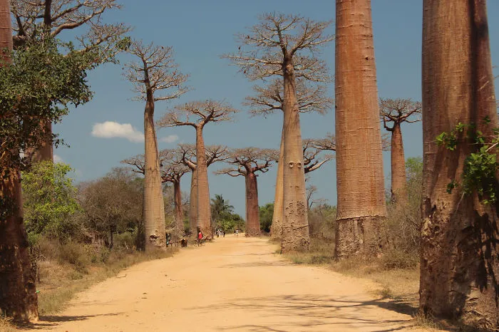 I Travelled Across Madagascar, Here Are Some Of The Unique Landscapes.