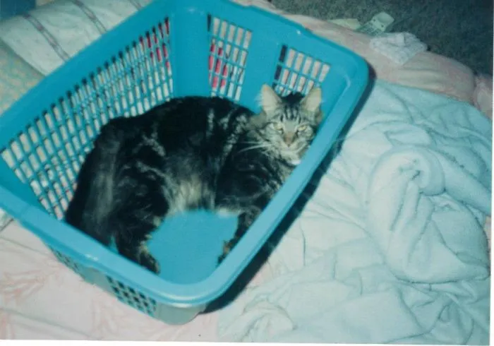 Maine Coon cat with thick fur lounging comfortably inside a blue laundry basket on a cozy bed.