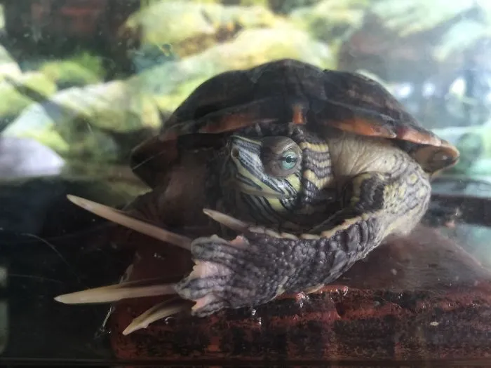 Ninja Turtle