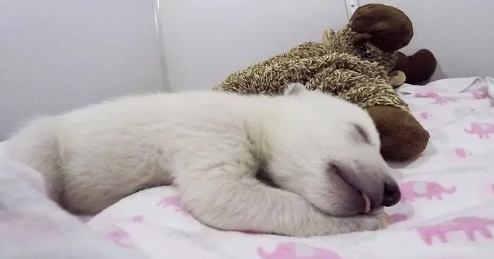 Abandoned Baby Polar Bear Sleeping With A Stuffed Animal Makes Cute Sounds