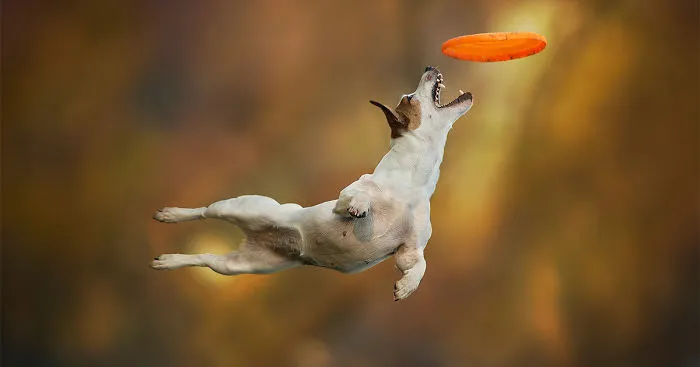 Dogs Can Fly In Funny Photo Series By Claudio Piccoli (25 Pics)