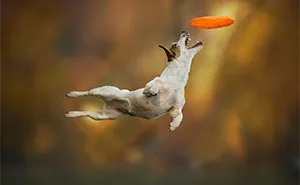 Dogs Can Fly In Funny Photo Series By Claudio Piccoli (25 Pics)