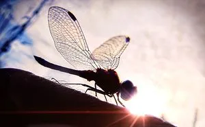 Animals Planet