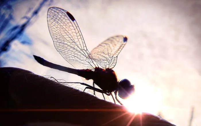 Animals Planet