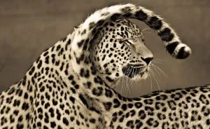 Big Cats: I've Spent 10 Years Photographing These Wild And Loving Creatures