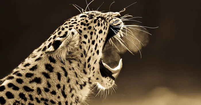 Big Cats: I've Spent 10 Years Photographing These Wild And Loving Creatures