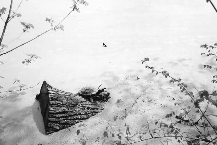 Turtle In Black And White