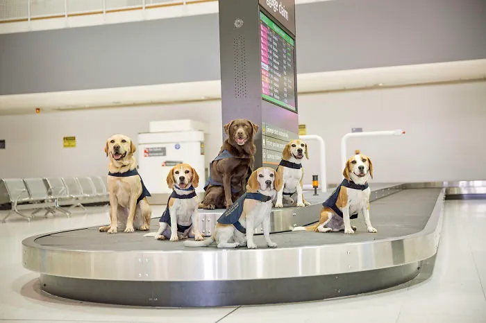 Border Protection A Team Effort