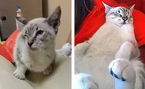 We Adopted A Cat And It Couldn't Be Better