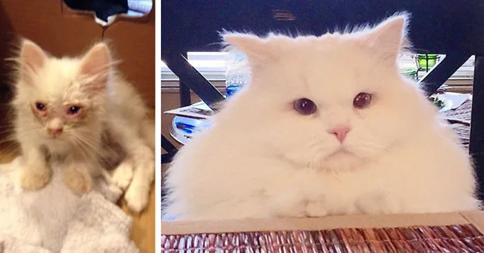 Kitten Found On Roadside Surprises Hoomins With Extreme Fluffiness
