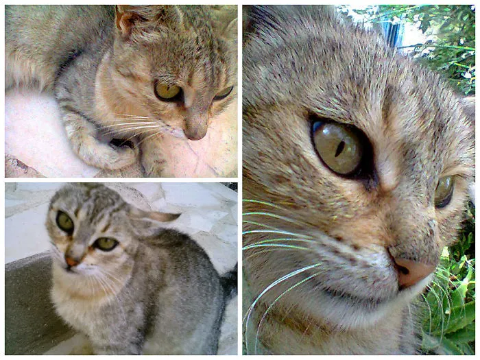 Cats