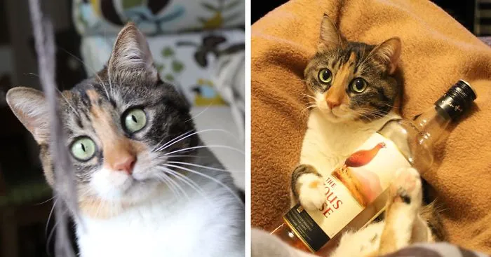 Let's Post Photos Of Cats Behaving Like Models!